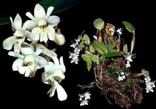Dendrobium aberans